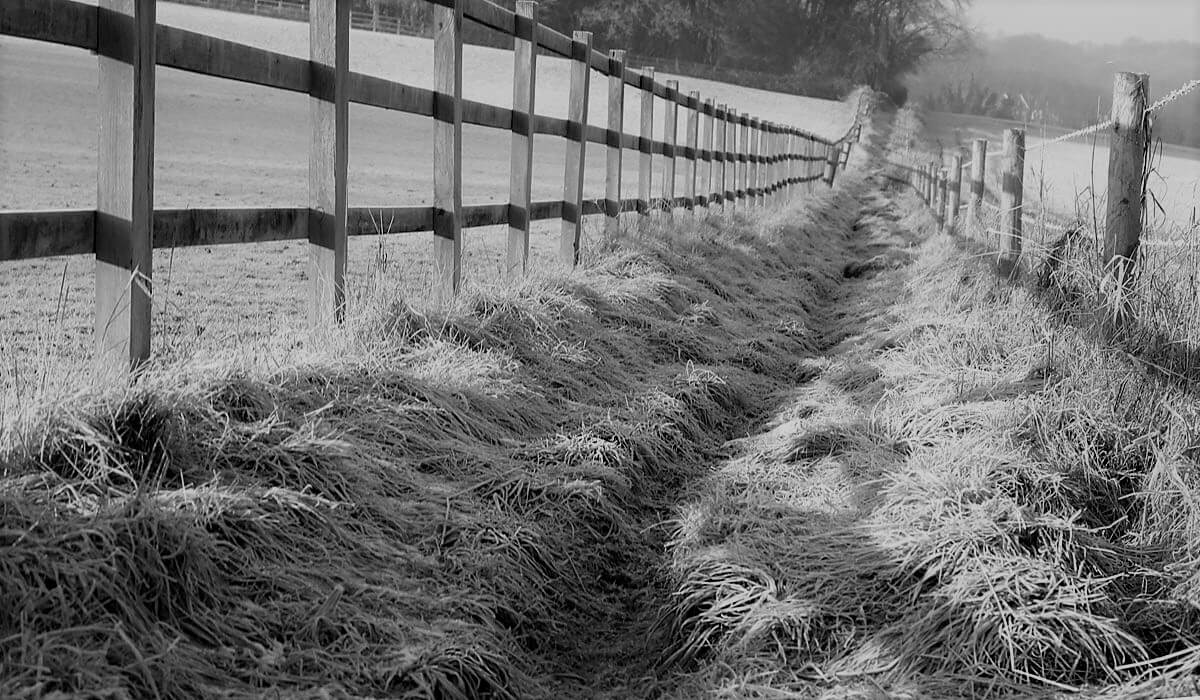 Shadow regulators overseeing bushy tracks fence
