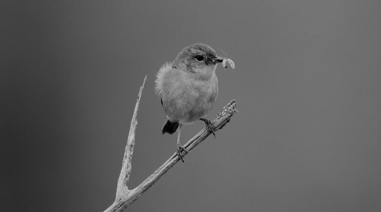 Bird on twig with worm