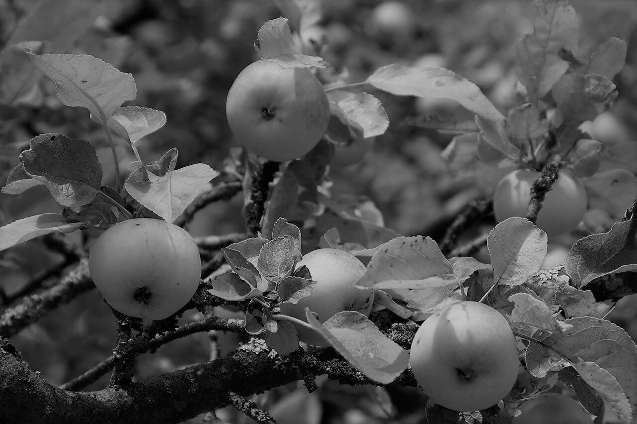 Apples on branches