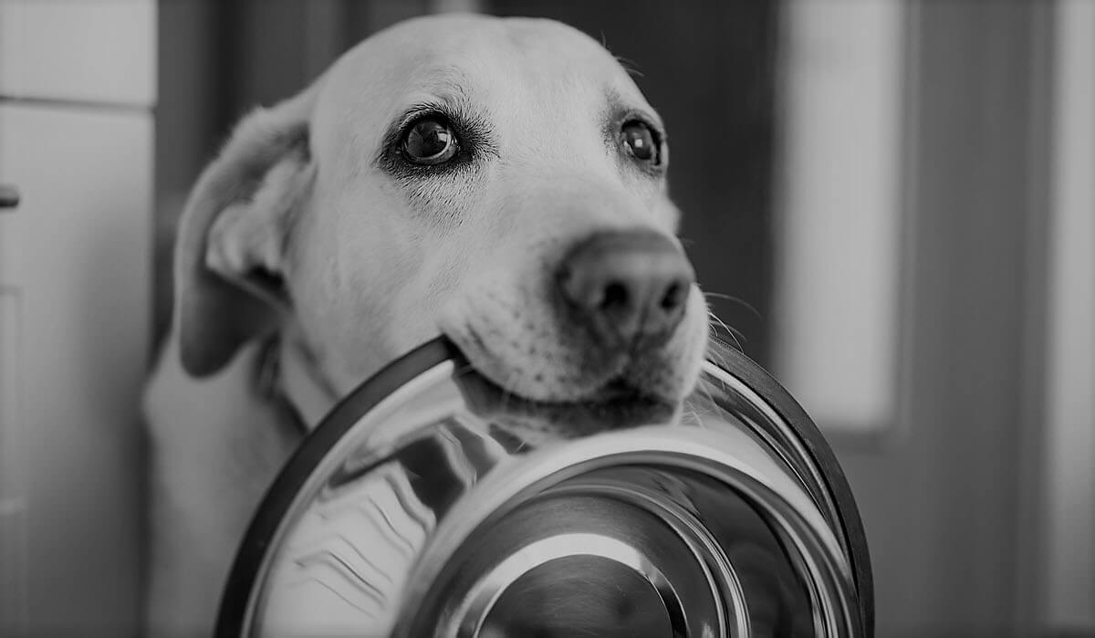 hungry dog holding an empty bowl