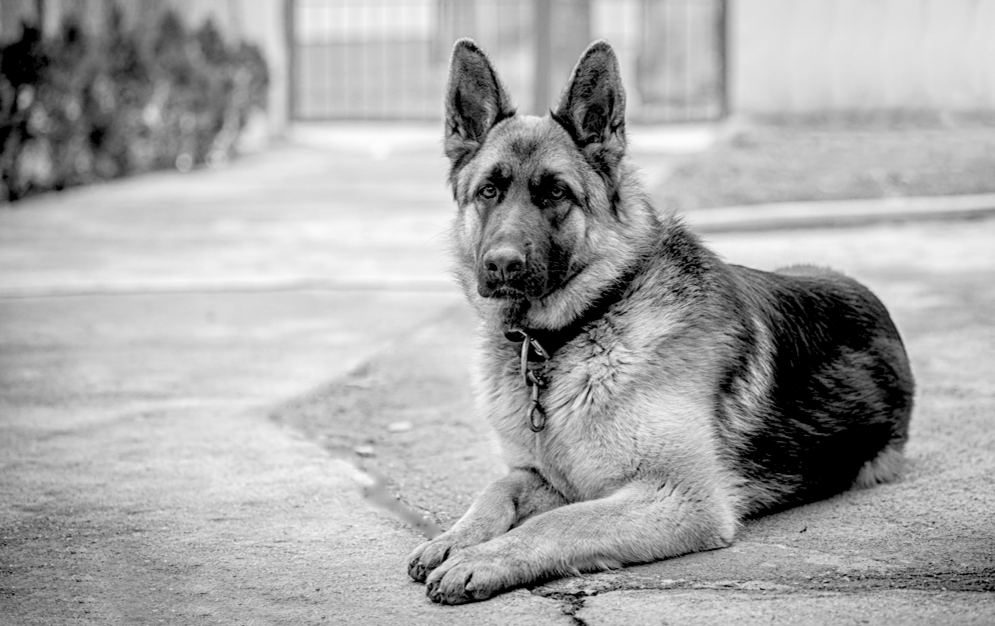 Relaxed German Shepherd with Clawbacks