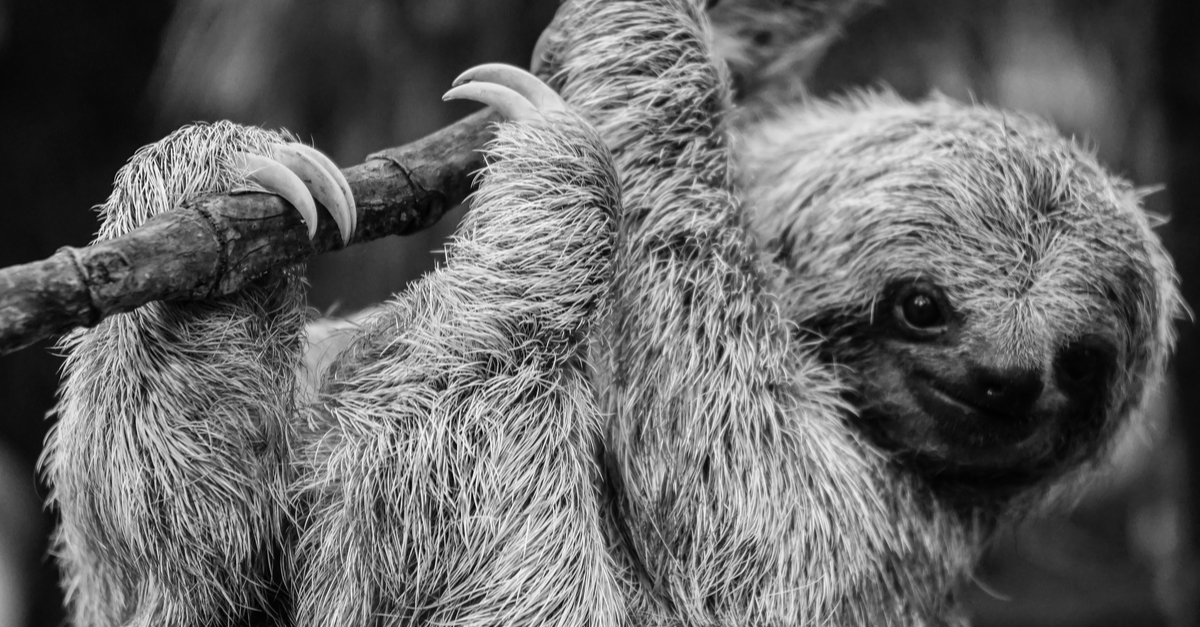 Black and white sloth on branch