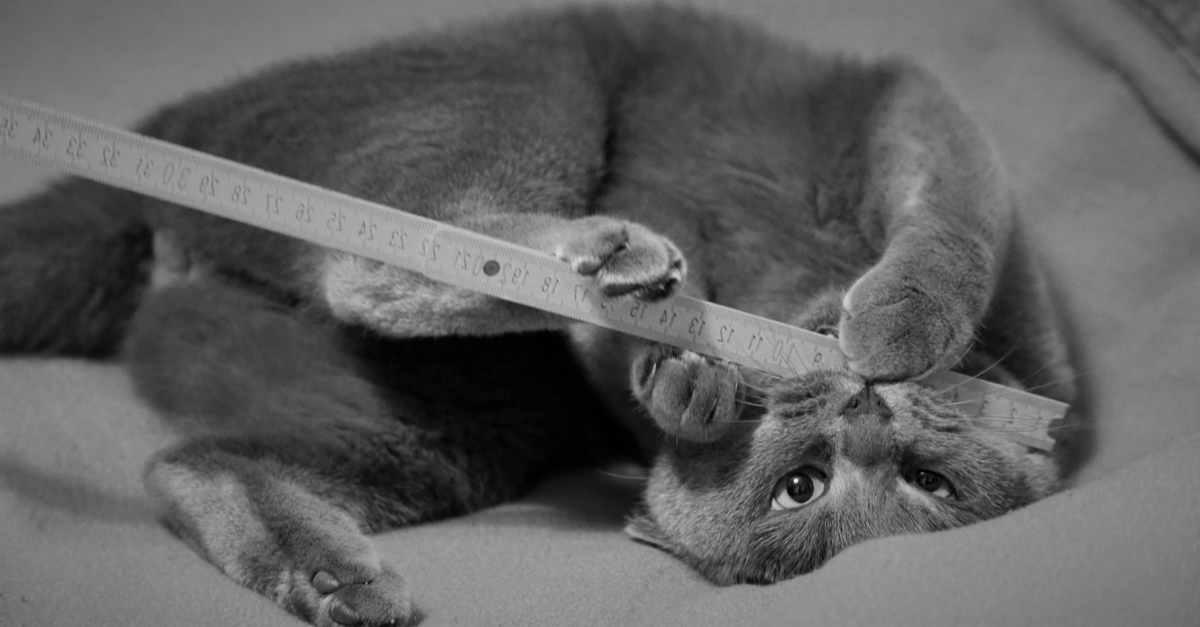 Cat playing with a ruler, measuring financial performance