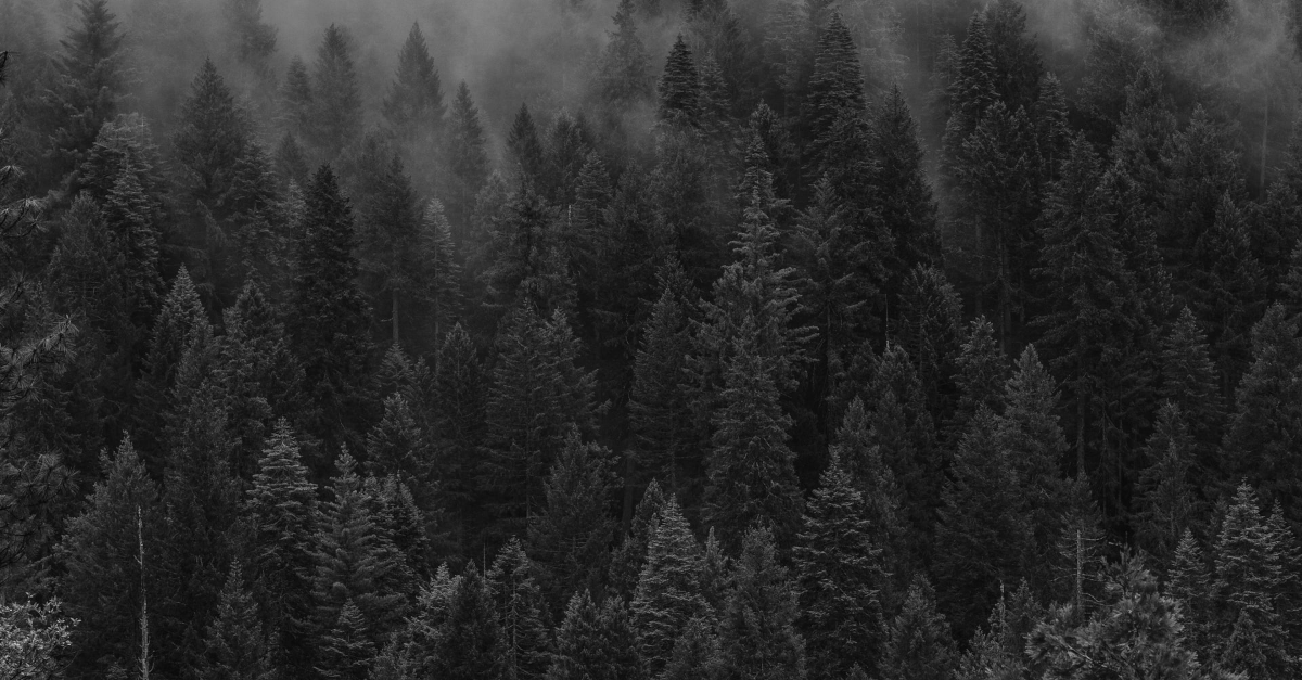 Dark forest with a little fog representative of climate change disclosure