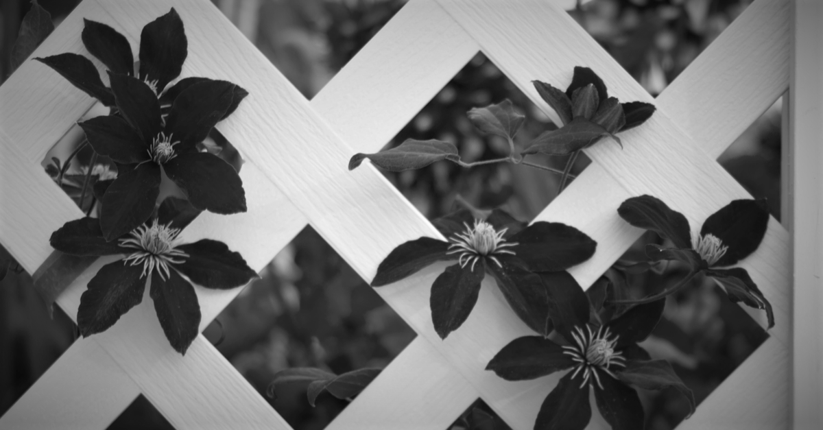 Flowers poking out of garden lattice: Sustainability presents complex work for PR Companies