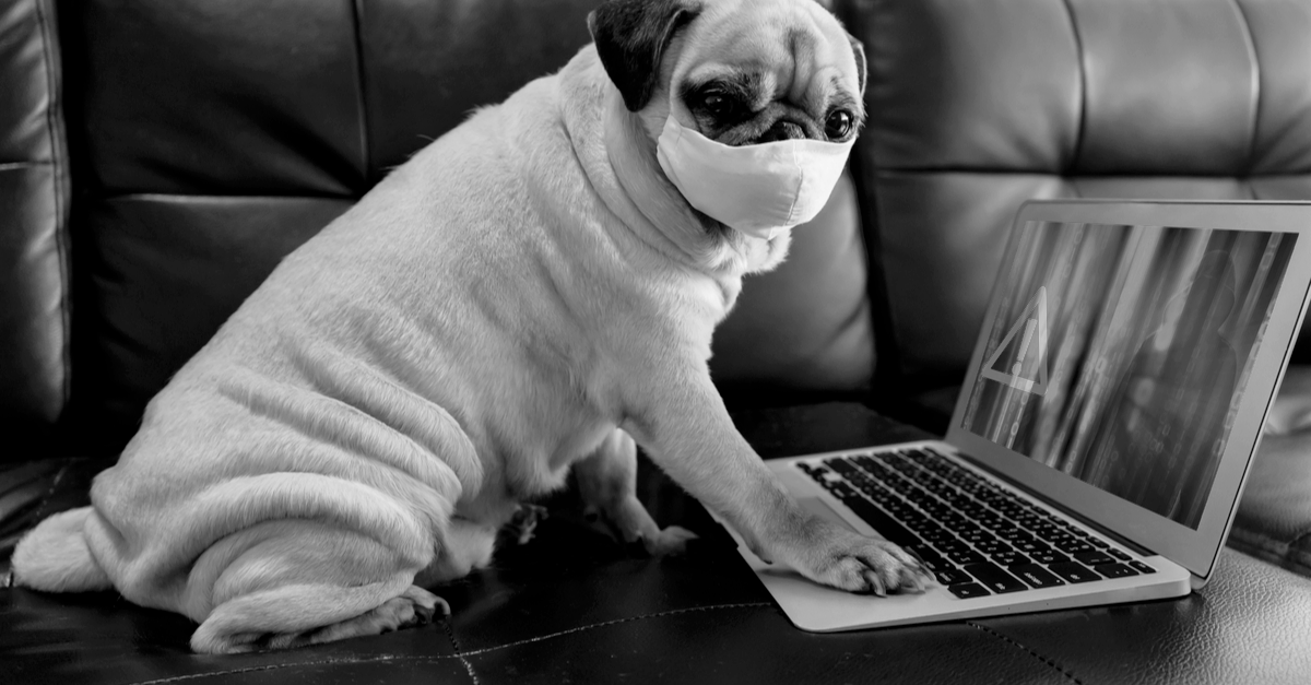 Pug using a laptop, representing the cause of a catastrophic data breach