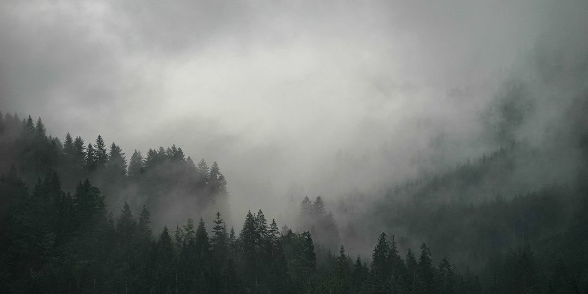 Foggy Pine Forest in Ukraine