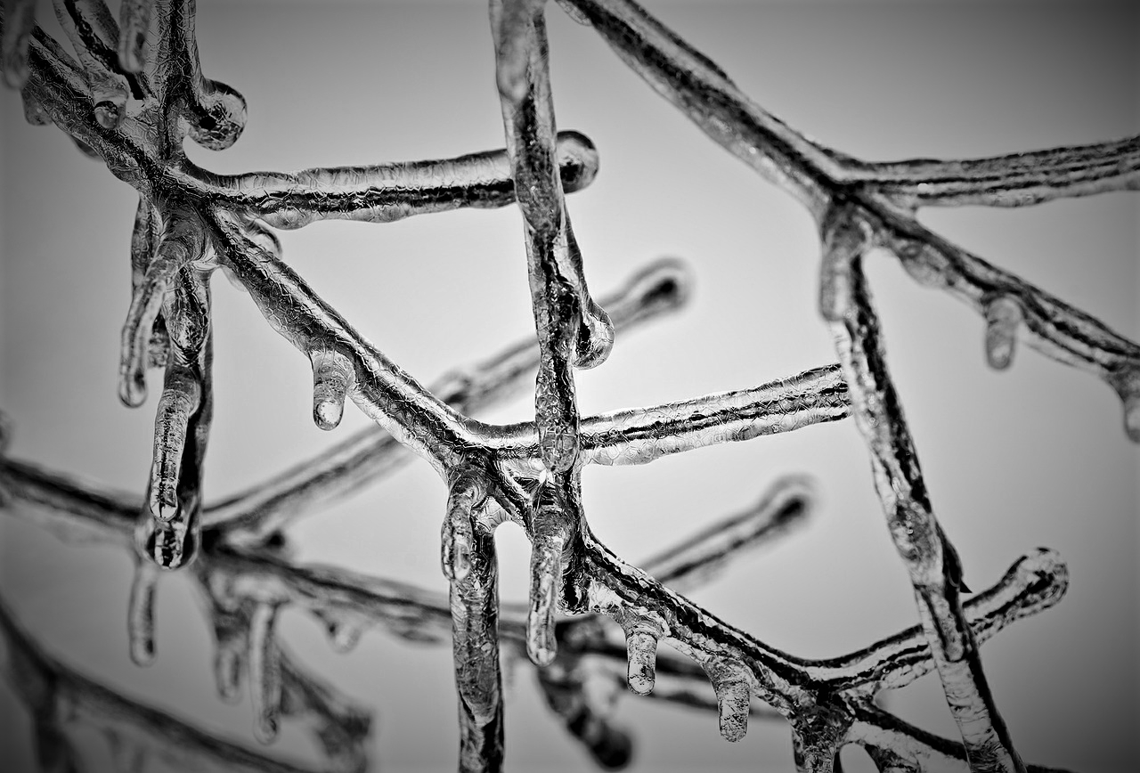 Frozen Plant Stems in winter