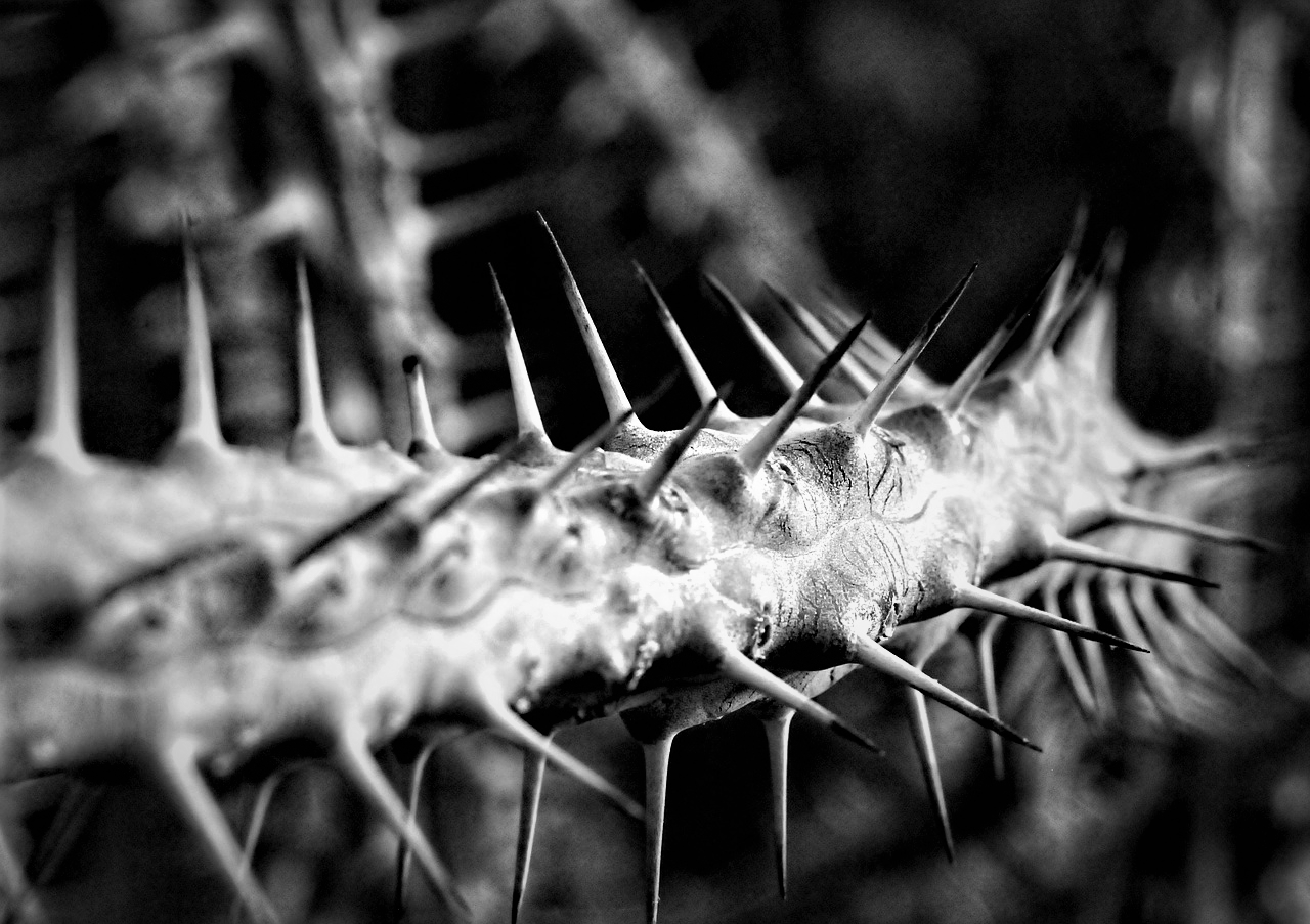 Extreme close up of a spiky row of thorns on the vine