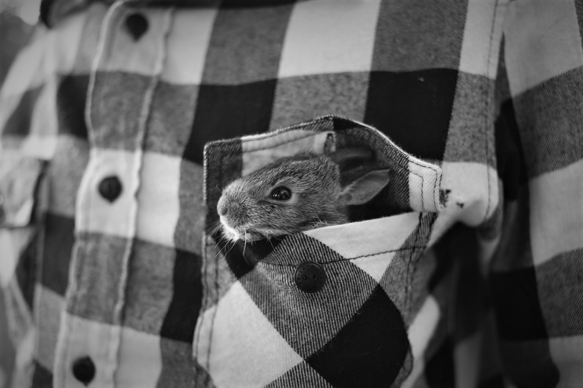 Rabbit in checkered pocket representing earnings per share