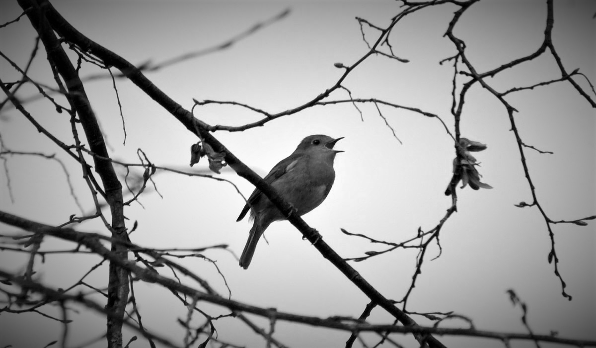 Twitter bird perched on branch