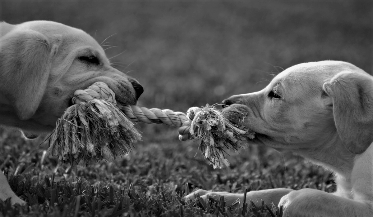 Puppies Tugging on Coinbase