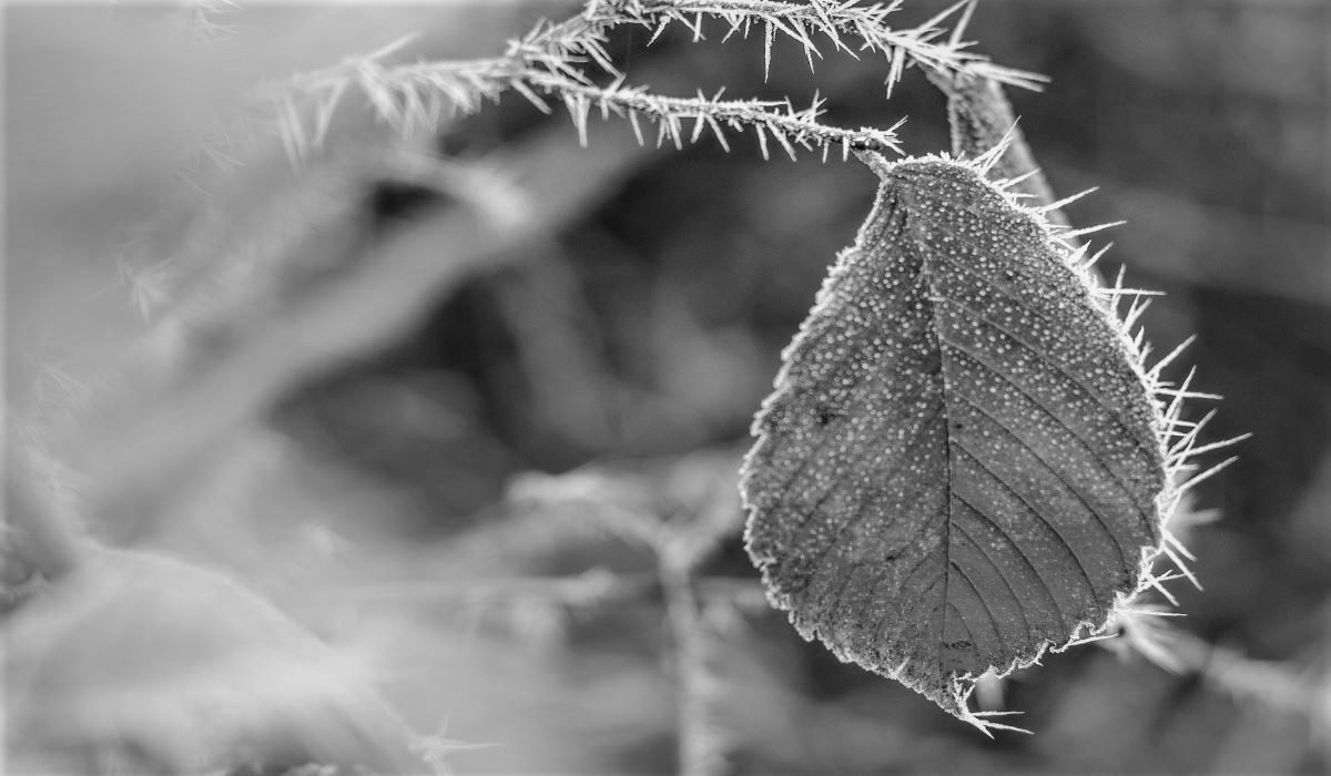 Frosted leaf symbolizing frozen accountability for foreign companies