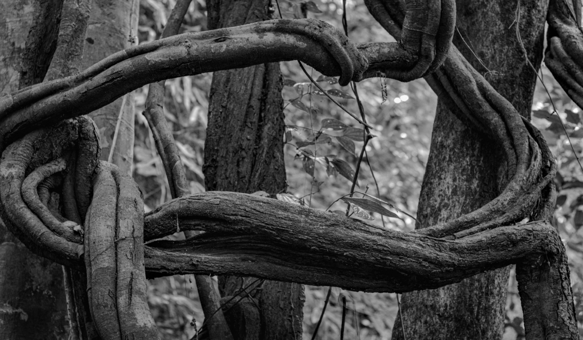 Intertwining tree vines in forest represent interlocking directorates