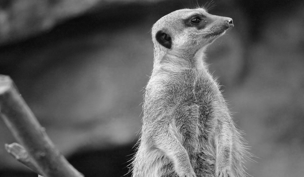 A meerkat stands watch, stretching its neck as it stares into the distance, on lookout for predators.