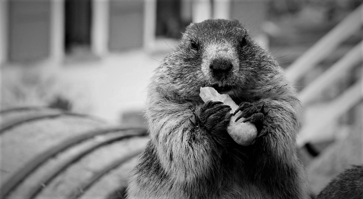 A groundhog (marmot) eats a large carrot