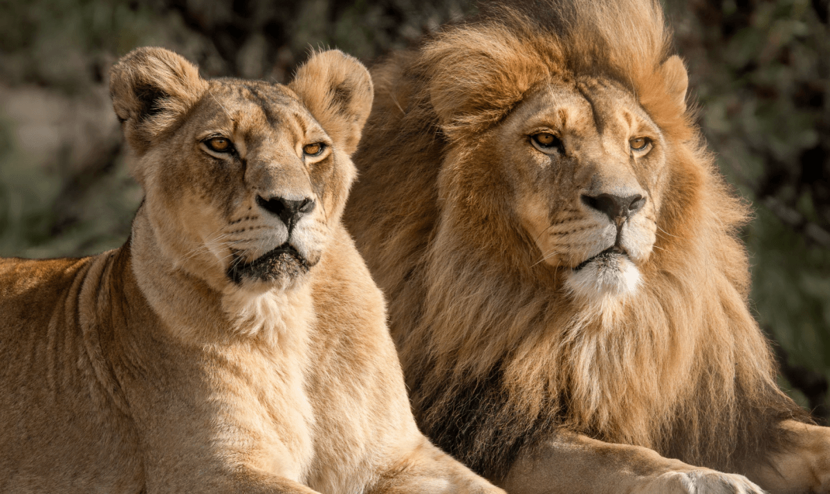 Male and female lion stare ahead