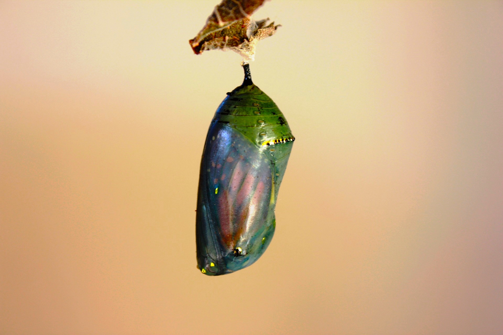 Butterfly chrysalis emerging like Cybersecurity rules