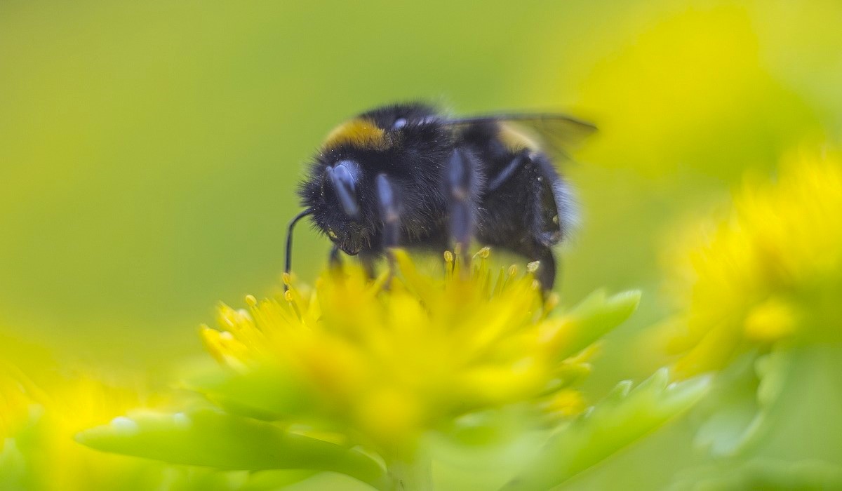 A bee on a yellow flower