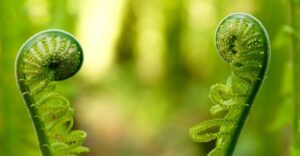 Two unrolling fern fronds