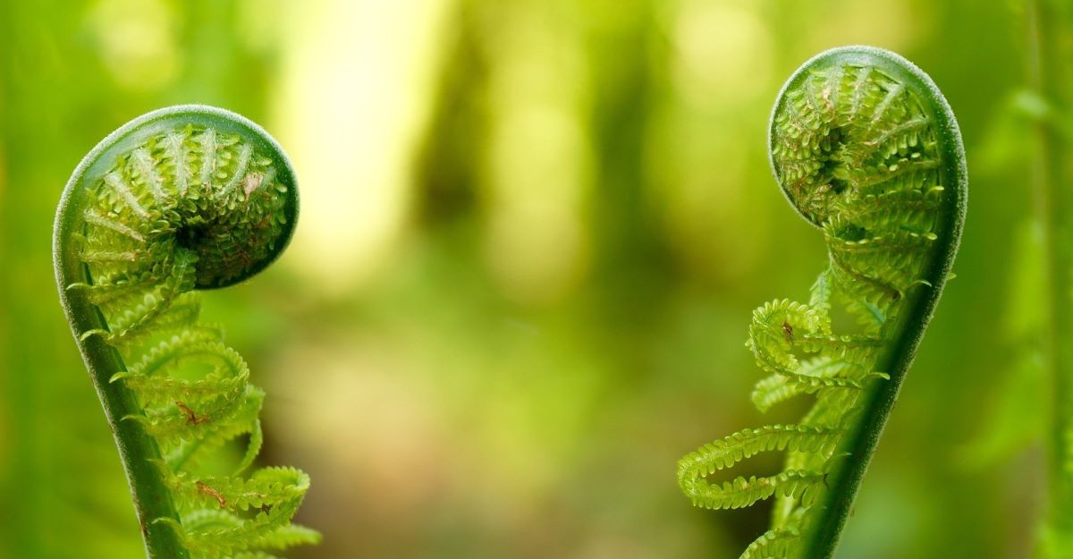 Two unrolling fern fronds