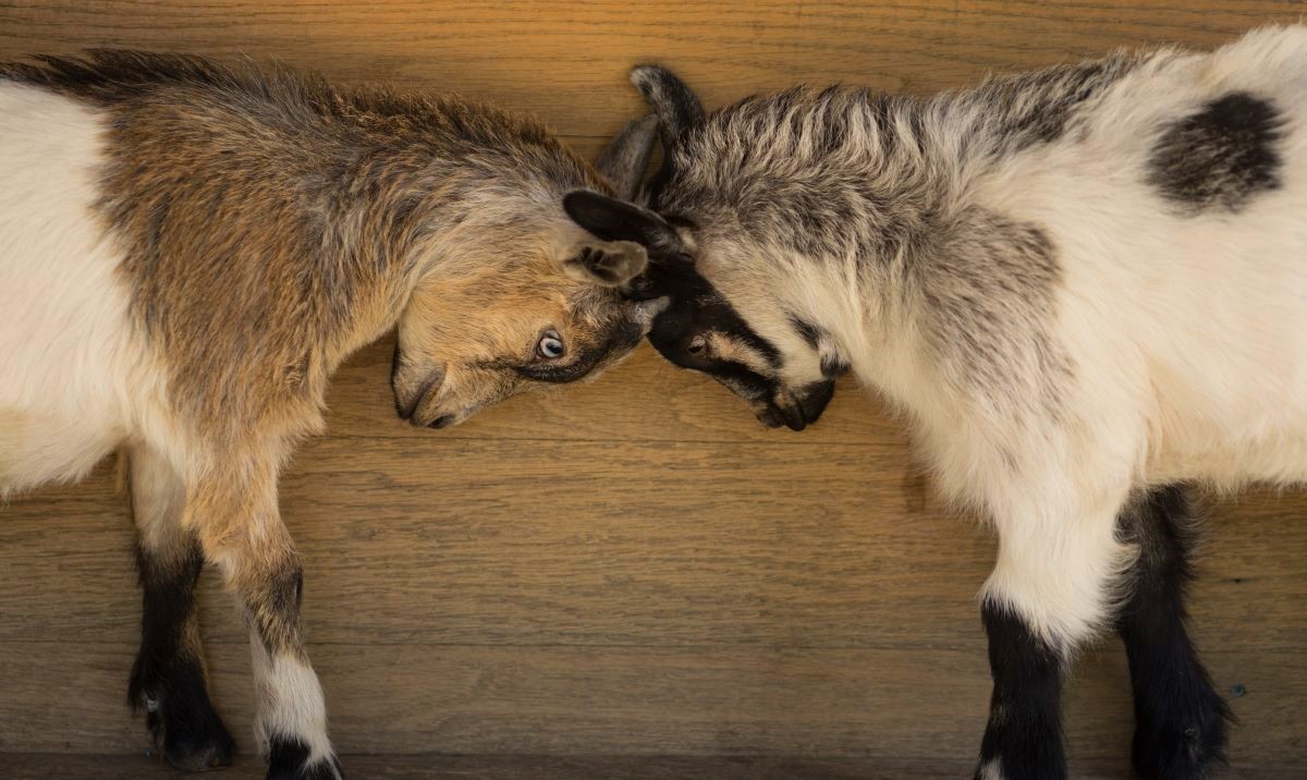 Two baby goats butting heads