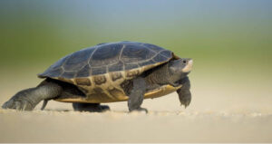 Slow-moving turtle on sand