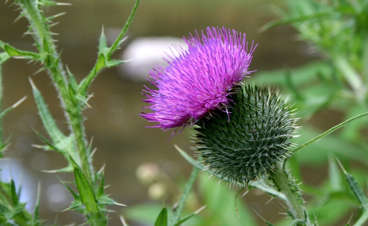 Thistle flower with thorny stem