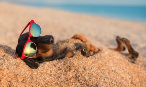 Dachshund wearing sunglasses buried in sand at the beach