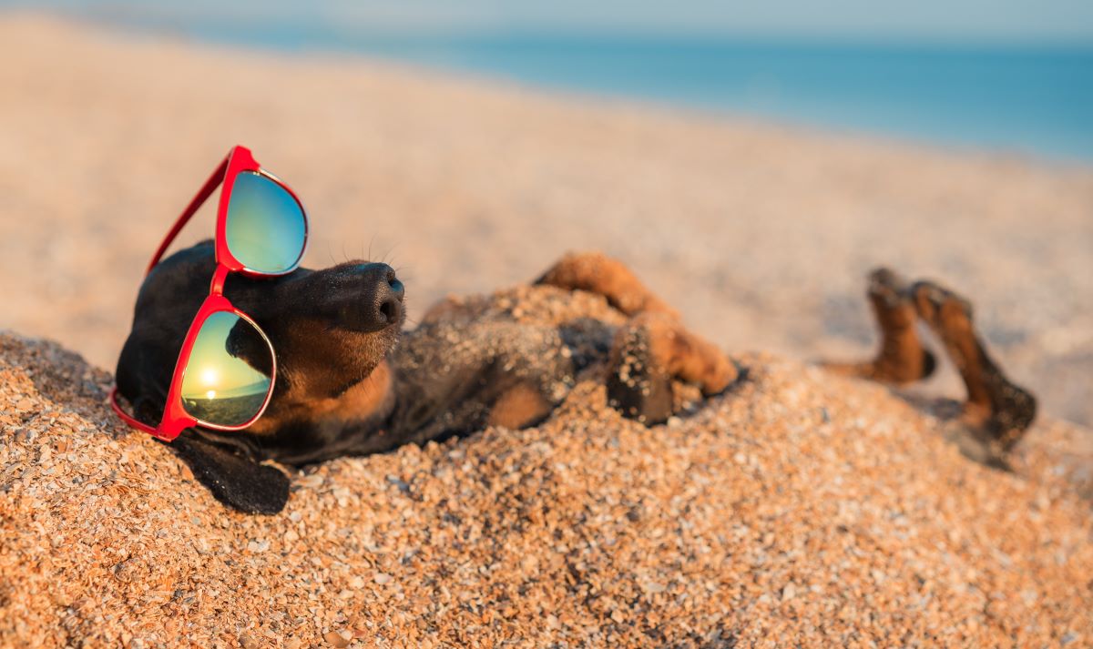 Dachshund wearing sunglasses buried in sand at the beach