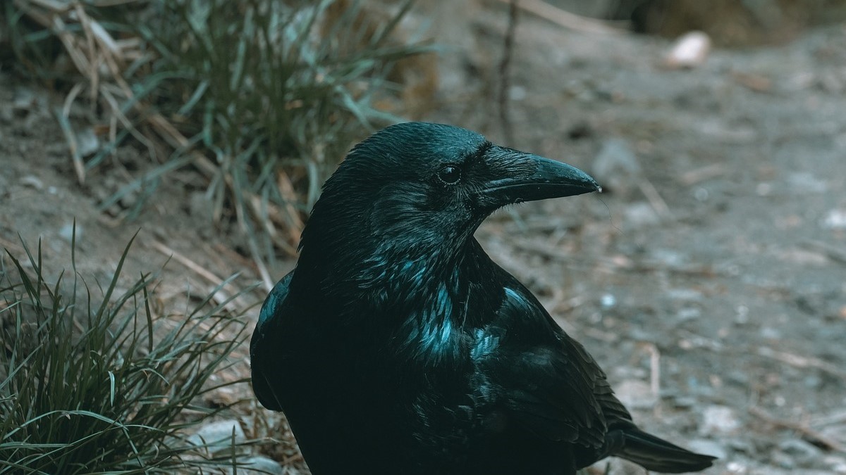 A black crow