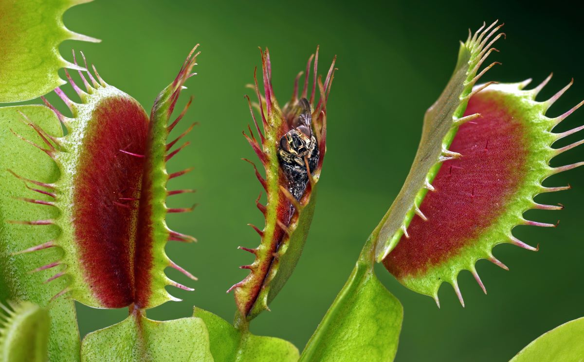Venus flytrap with captured insect