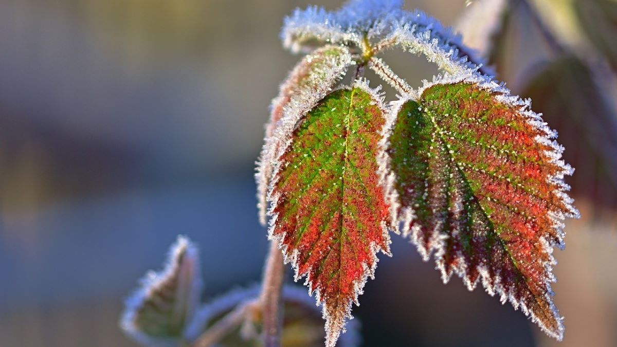 Autumn leaves with frost