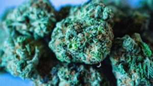 Magnified image of marijuana buds