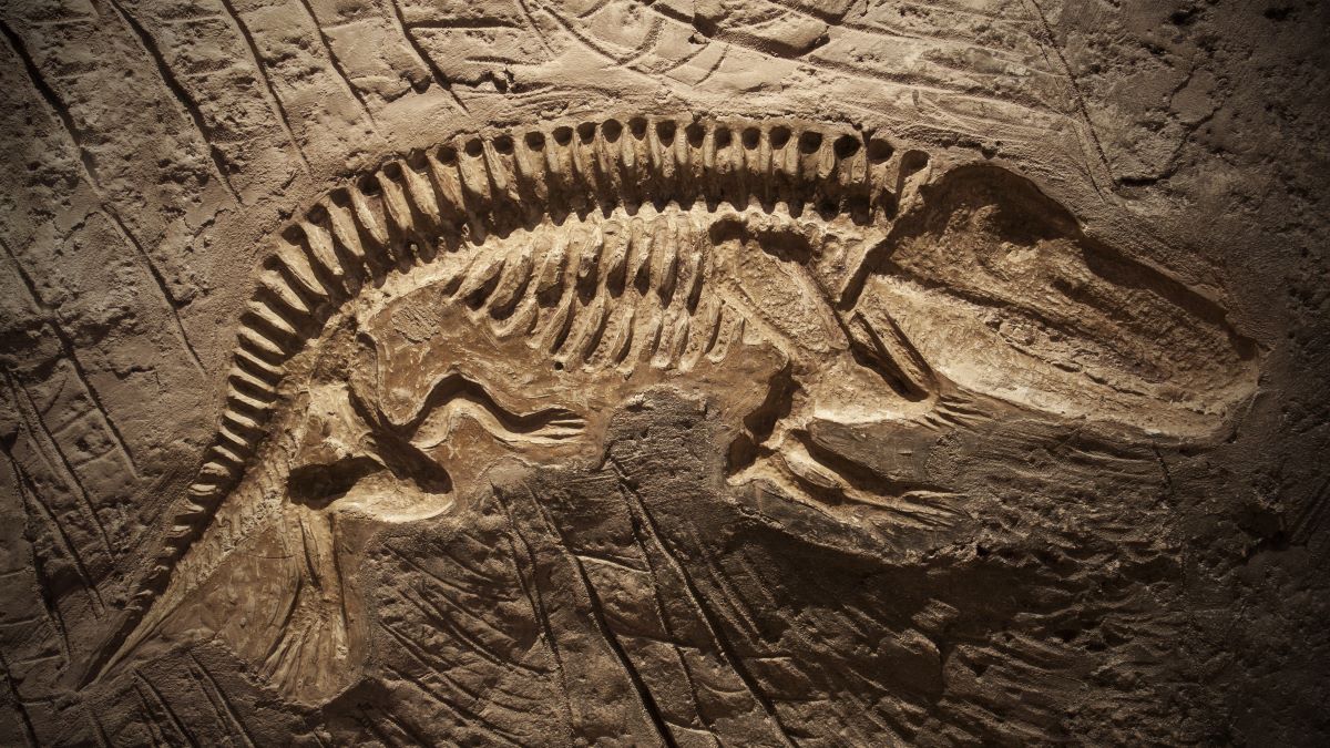 Dinosaur fossil skeleton