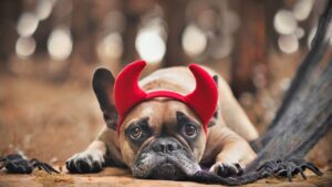 French bulldog in red Halloween headband