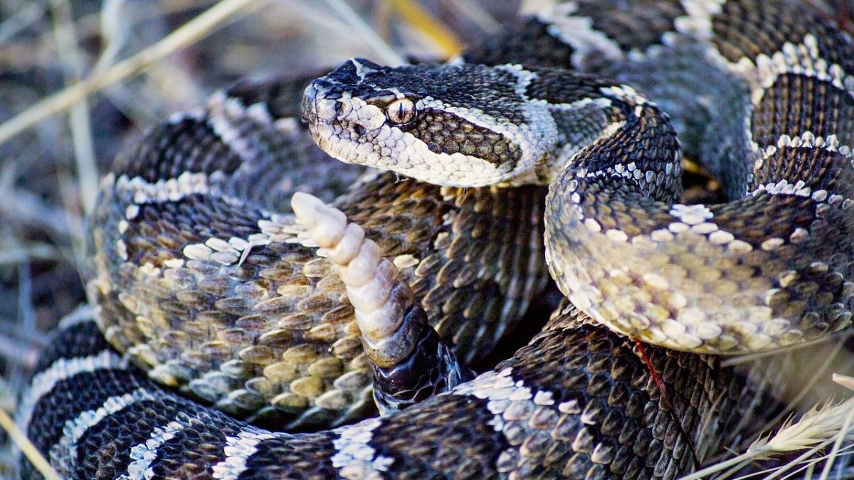 Rattlesnake coiled