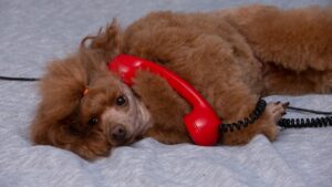 Poodle on hold with red, rotary phone