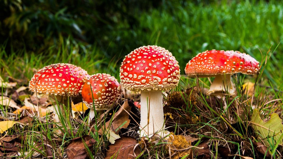 Psychedelic mushrooms