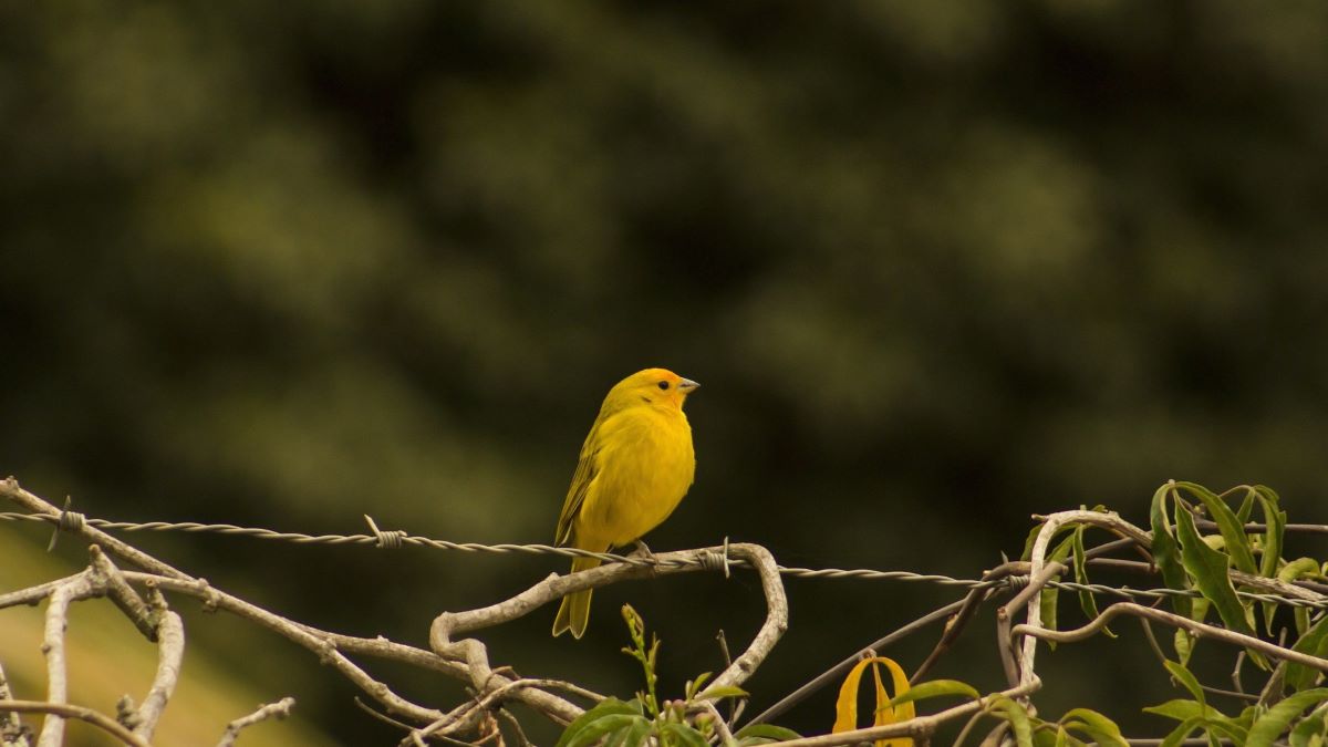 Canary bird