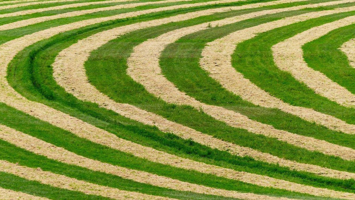 A crop harvested in stripes