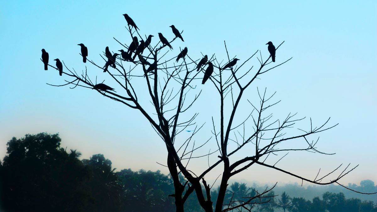 A murder of conspiratorial looking crows
