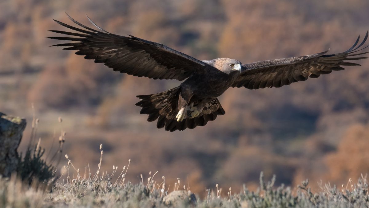 eagle with sharp focus