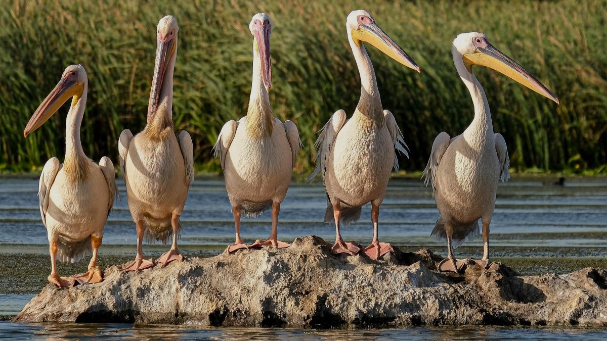 five pelicans