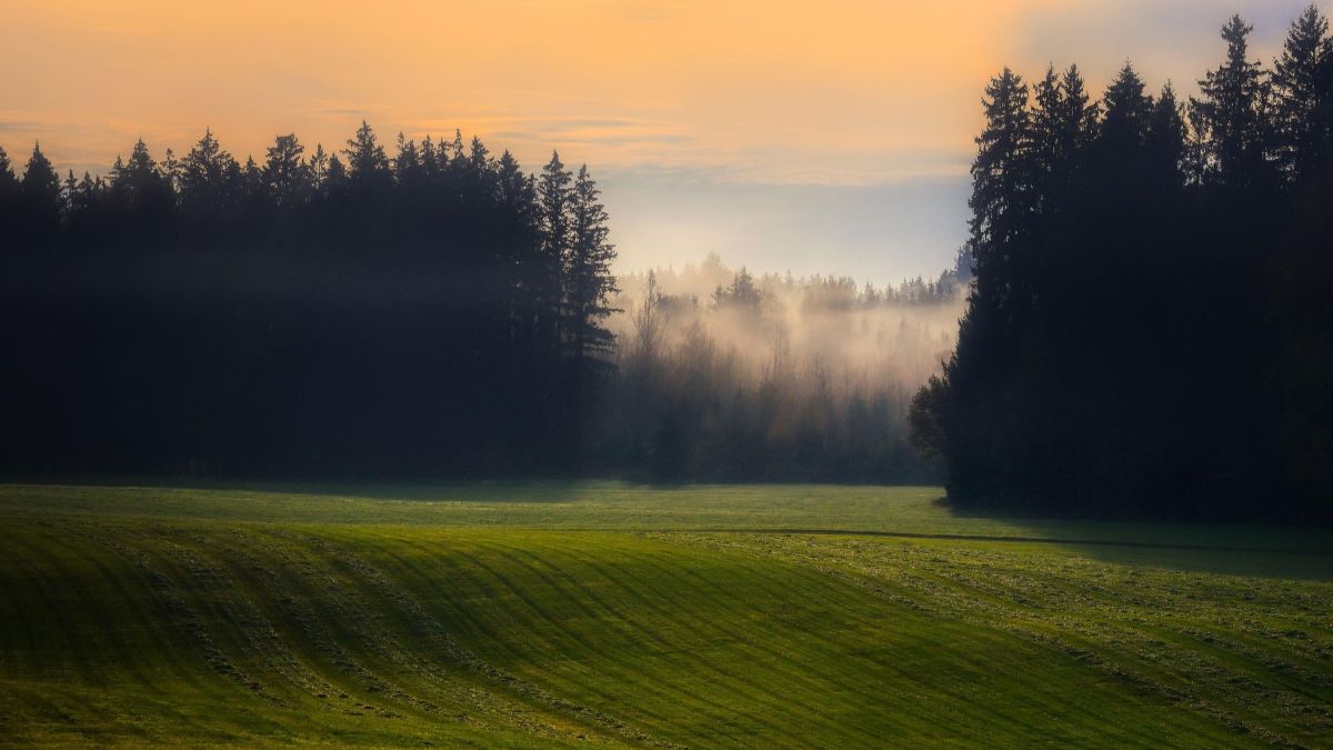quiet landscape with mist in trees
