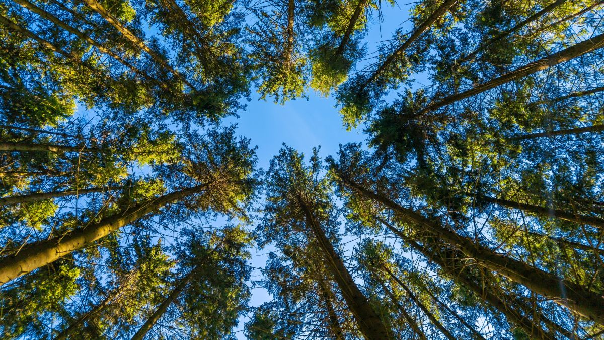 looking upward through trees