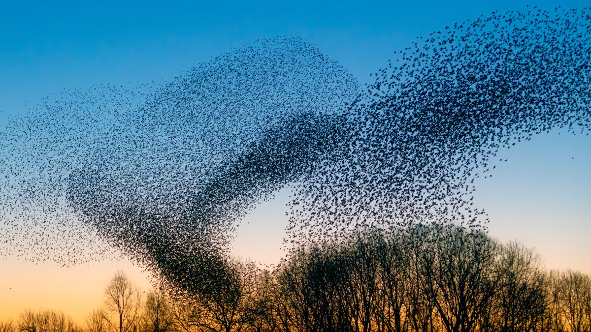 murmuring of starlings